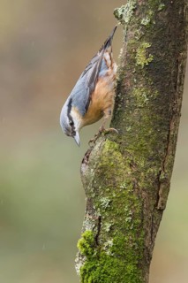 Eurasian Nuthatch (Sitta europaea) perched on a tree trunk, Poland