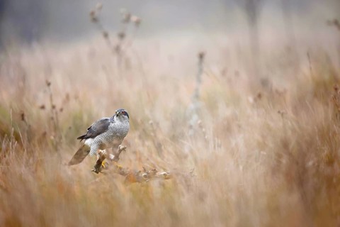 A female goshawk in mid-hunt captures a foggy day's ethereal beauty in a meadow near Guadalajara