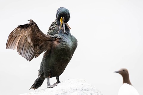 Cormorant (Gulosus aristotelis) grooming, guillemot (Uria aalge) watching, Hornøya Island, Vardø,