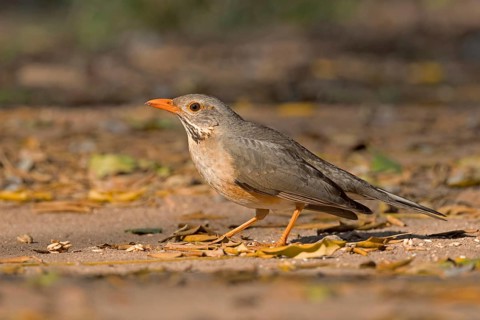 Kurrichane Thrush (Turdus libonyana), South Africa