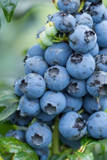 Blueberry (Vaccinium corymbosum 'Hortblue Petite'),  Germany