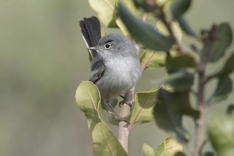 California Gnatcatcher (Polioptila californica) male, California, USA