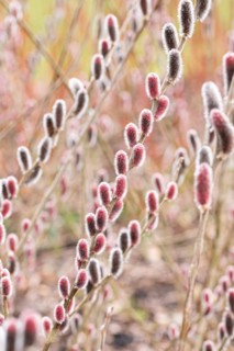 Red pussy willow (Salix gracilistyla 'Mt. Aso'), RHS Garden Wisley, Great Britain
