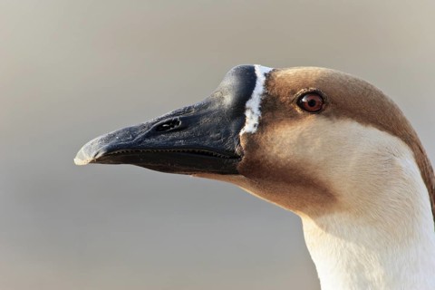 Swan Goose (Anser cygnoides), Germany