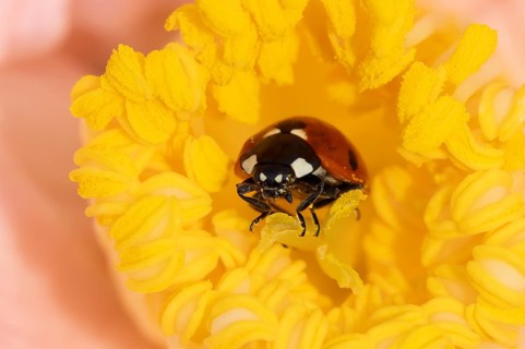 Seven-spot ladybird or ladybug (Coccinella septempunctata) adult insect on a garden Camellia flower