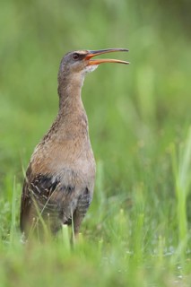 King Rail (Rallus elegans) calling, Texas, USA