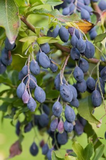 Blueberry (Vaccinium cylindraceum 'Blautropf'),  Germany