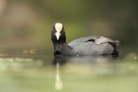 Eurasian Coot (Fulica atra), North, Rhine-Westphalia, Germany