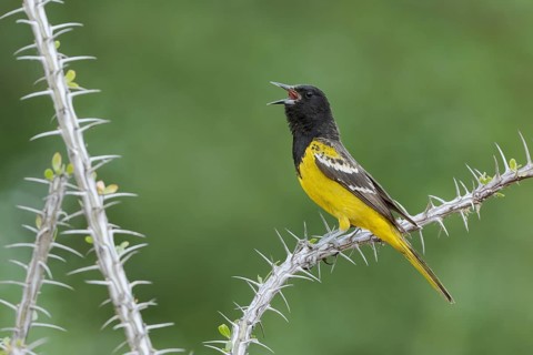 Scott's Oriole (Icterus parisorum) male singing, Arizona, USA