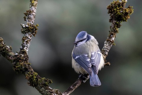 Blue tit (Parus caerulea), Emsland, Lower Saxony, Germany