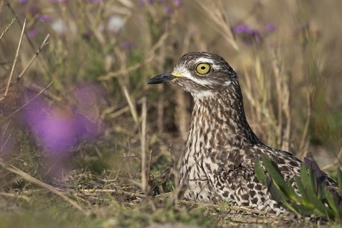 Kaptriel (Burhinus capensis), South Africa