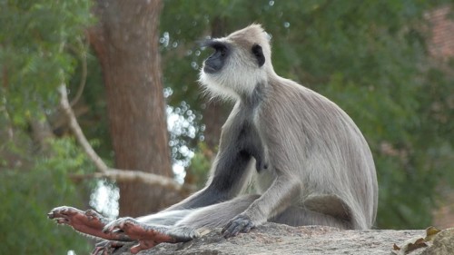 Monkey, Hanuman Langur (Semnopithecus priam) sitting attentively on a rock in front of a green