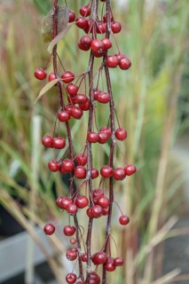 Ornamental apple (Malus 'Royal Beauty'), Germany