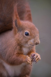 One Red squirrel or Eurasian red squirrel (Sciurus vulgaris) feeding on peanut. Trees in the