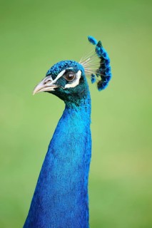 Indian peafowl (Pavo cristatus) portrait, Spain