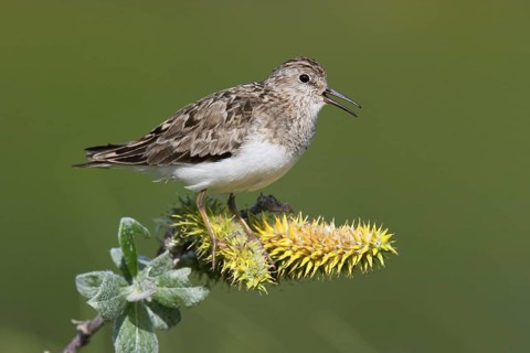 Temminck's Stint (Calidris temminckii) calling, Finnmark, Norway