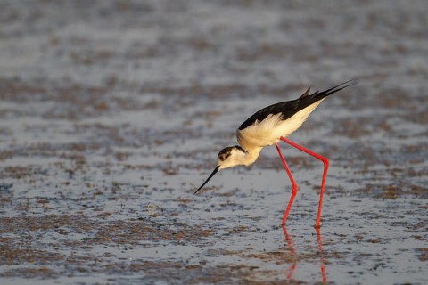Black-winged Stilt (Himantopus himantopus) foraging, Greece