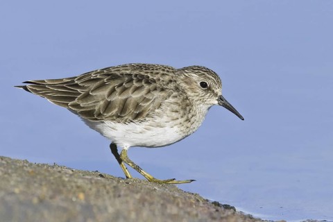 Least Sandpiper (Calidris minutilla), California, USA