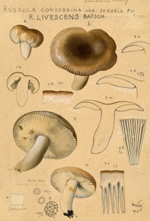 Mushroom, mushroom, sooty grey russula, Russula consobrina, authentic reproduction of an
