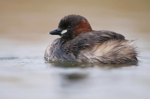 Little Grebe (Tachybaptus ruficollis), Thuringia, Germany