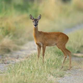Roe deer (Capreolus capreolus), standing on a dirt track, wildlife, Lower Saxony, Germany