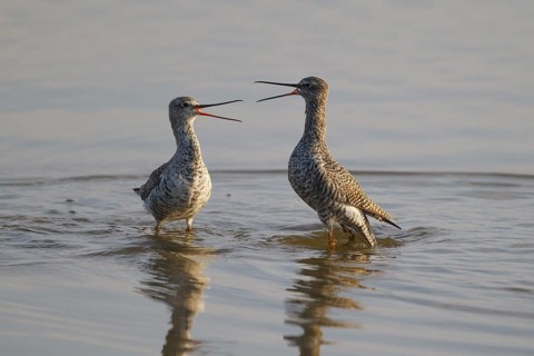 Spotted Redshank (Tringa erythropus) wrangling, Spain