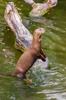 An adult giant otter or giant river otter (Pteronura brasiliensis) stands tall in the shallow water