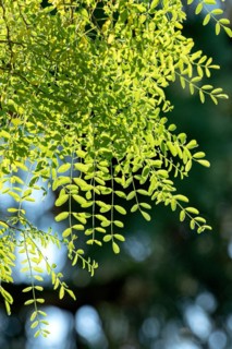 Robinia (Robinia pseudoacacia 'Myrtifolia'), Cambridge Botanical Garden, Netherlands