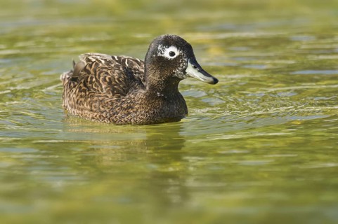 Laysan Duck (Anas laysanensis), Hawaii
