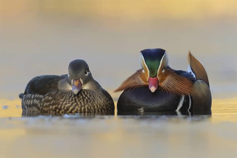 Mandarin Duck (Aix galericulata), North Rhine-Westphalia, Germany