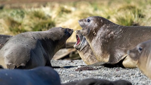 Southern elephant seal (Mirounga leonina), making a threatening gesture with open mouth on a pebble
