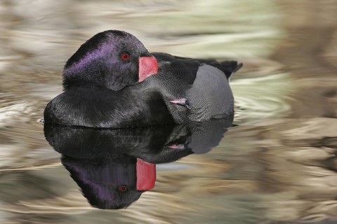 Rosy-billed Pochard (Netta peposaca) male, Arizona, USA