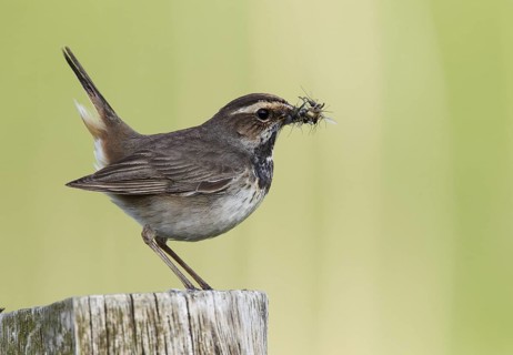 Bluethroat (Luscinia svecica cyanecula) female, Schleswig-Holstein, Germany