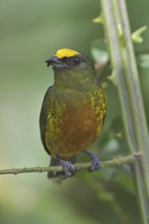 Olive-backed Euphonia (Euphonia gouldi) male, Costa Rica