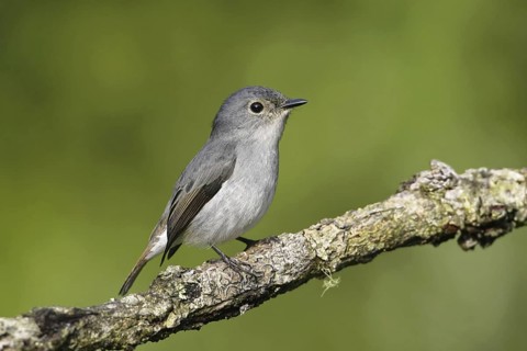 Little Pied Flycatcher (Ficedula westermanni) female, Malaysia