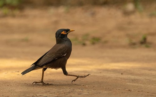 Common Myna (Acridotheres tristis) oder Hirtenmaina am Regenwald von Sri Lanka