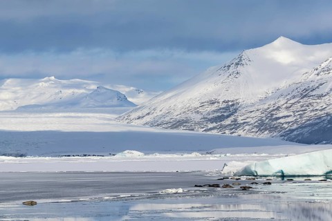 Grey seal, (Halichoerus grypus), glacier lagoon, glacial lake, glacial ice, water, snow, winter,