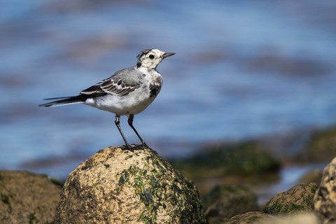White Wagtail (Motacilla alba) juvenile, Mecklenburg-Western Pomerania, Germany