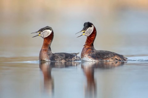 Red-necked Grebe (Podiceps grisegena) pair displaying, Saxony-Anhalt, Germany