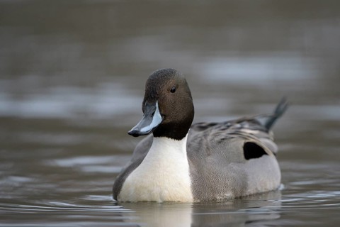 Spiessente (Anas acuta), Pintail, Maennchen, Erpel, Februar, Oberhausen, Ruhrgebiet,