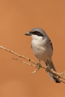 Southern Grey Shrike (Lanius meridionalis), Morocco