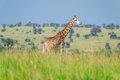 Rothschild's giraffe (Giraffa camelopardalis rothschildi) in green grass, Murchison Falls National