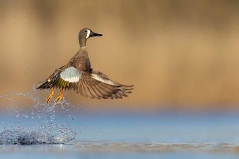 Blue-winged Teal (Anas discors) flying above pond in Manitoba, Canada