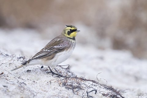 Horned Lark - Ohrenlerche - Eremophila alpestris flava, Germany