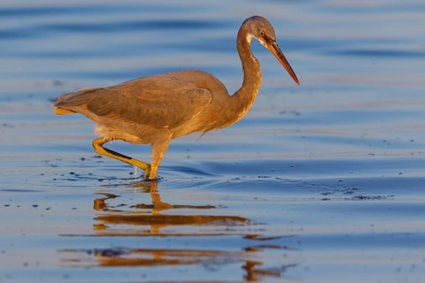 Heron, (Egretta gularis), heron, animals, birds, biotope, habitat, foraging Salalah, Raysut,