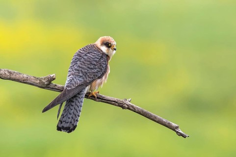 Red-footed Falcon (Falco vespertinus) female perched on a branch, Subotica, Serbia