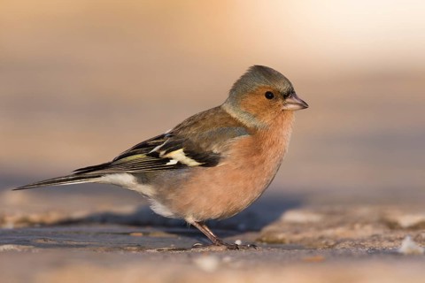 Chaffinch - Buchfink - Fringilla coelebs ssp. coelebs, Spain, male