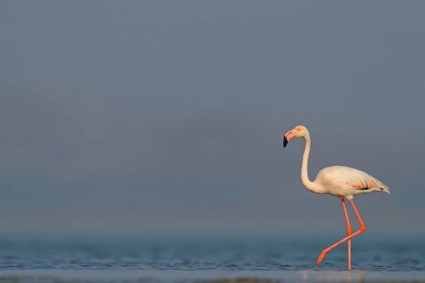 Pink flamingo, (Phoenicopterus ruber), Phoenicopterus roseus, animals, birds, flamingo, biotope,