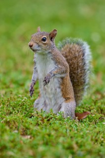 Grey Squirrel (Sciurus carolinensis), on meadow, springtime, Florida, USA