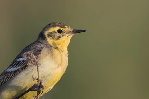 Citrine Wagtail - Zitronenstelze - Motacilla citreola ssp. citreola, Russia